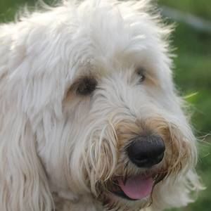 Meet your Posher, Lea